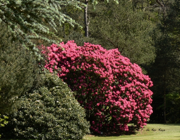 Bois des Moutiers (224) Mai 2012